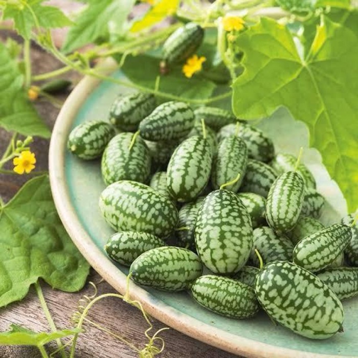 Green Kachari